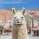 Jujuy
